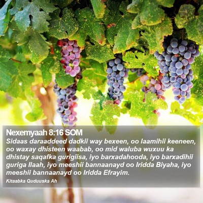 Nexemyaah 8:16 SOM Bible Verse Image