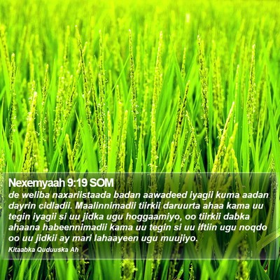 Nexemyaah 9:19 SOM Bible Verse Image
