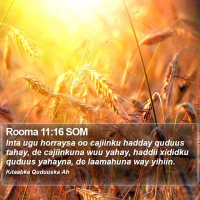 Rooma 11:16 SOM Bible Verse Image