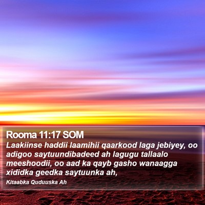 Rooma 11:17 SOM Bible Verse Image