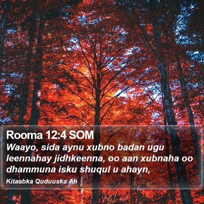 Rooma 12:4 SOM Bible Verse Image