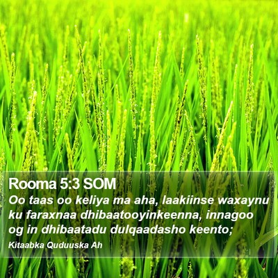 Rooma 5:3 SOM Bible Verse Image