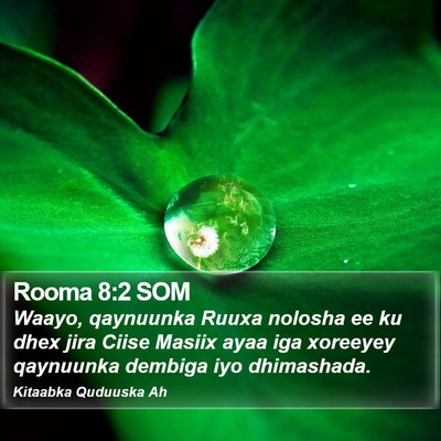 Rooma 8:2 SOM Bible Verse Image