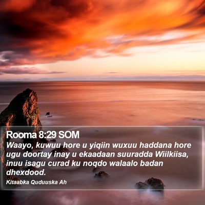 Rooma 8:29 SOM Bible Verse Image