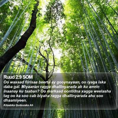 Ruud 2:9 SOM Bible Verse Image