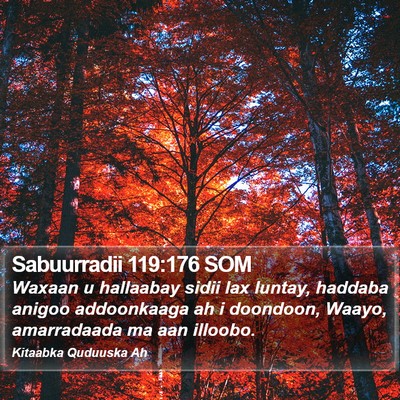 Sabuurradii 119:176 SOM Bible Verse Image