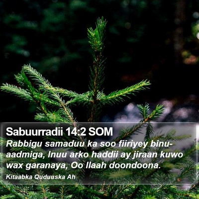 Sabuurradii 14:2 SOM Bible Verse Image