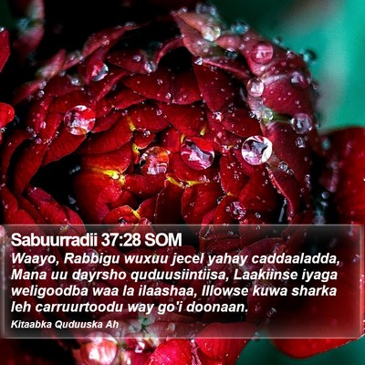 Sabuurradii 37:28 SOM Bible Verse Image