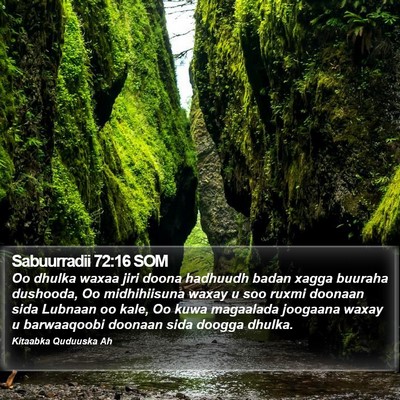 Sabuurradii 72:16 SOM Bible Verse Image