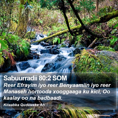 Sabuurradii 80:2 SOM Bible Verse Image