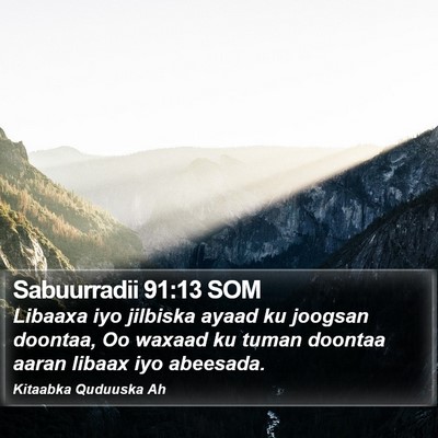 Sabuurradii 91:13 SOM Bible Verse Image