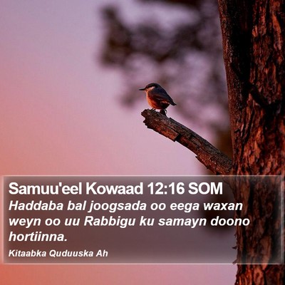 Samuu'eel Kowaad 12:16 SOM Bible Verse Image