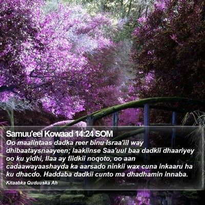 Samuu'eel Kowaad 14:24 SOM Bible Verse Image