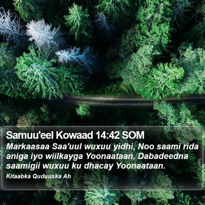 Samuu'eel Kowaad 14:42 SOM Bible Verse Image