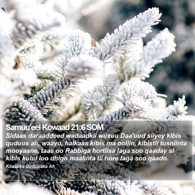 Samuu'eel Kowaad 21:6 SOM Bible Verse Image
