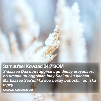 Samuu'eel Kowaad 24:7 SOM Bible Verse Image