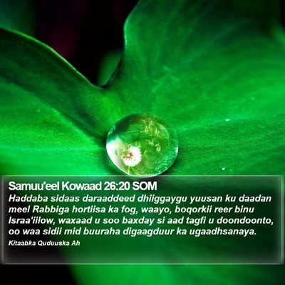 Samuu'eel Kowaad 26:20 SOM Bible Verse Image