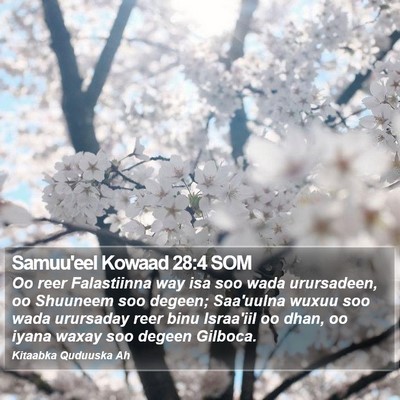 Samuu'eel Kowaad 28:4 SOM Bible Verse Image