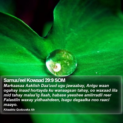 Samuu'eel Kowaad 29:9 SOM Bible Verse Image
