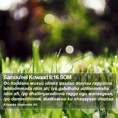 Samuu'eel Kowaad 8:16 SOM Bible Verse Image