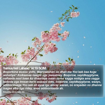 Samuu'eel Labaad 14:19 SOM Bible Verse Image