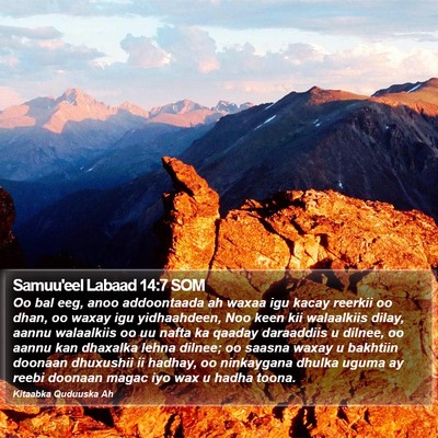 Samuu'eel Labaad 14:7 SOM Bible Verse Image