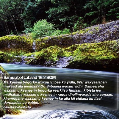 Samuu'eel Labaad 16:2 SOM Bible Verse Image