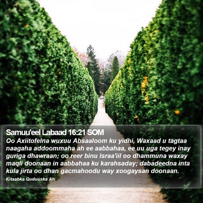 Samuu'eel Labaad 16:21 SOM Bible Verse Image