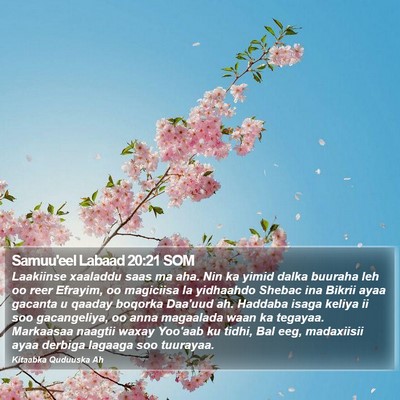 Samuu'eel Labaad 20:21 SOM Bible Verse Image