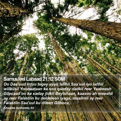 Samuu'eel Labaad 21:12 SOM Bible Verse Image