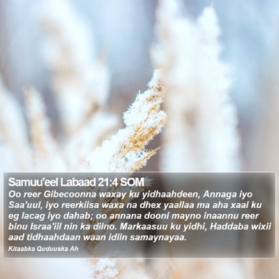 Samuu'eel Labaad 21:4 SOM Bible Verse Image