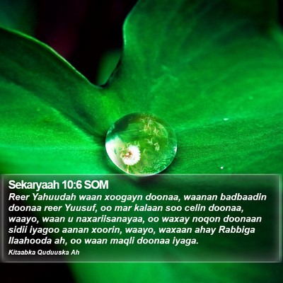 Sekaryaah 10:6 SOM Bible Verse Image