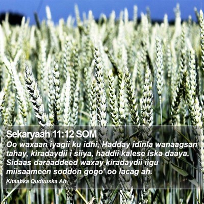 Sekaryaah 11:12 SOM Bible Verse Image