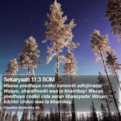 Sekaryaah 11:3 SOM Bible Verse Image
