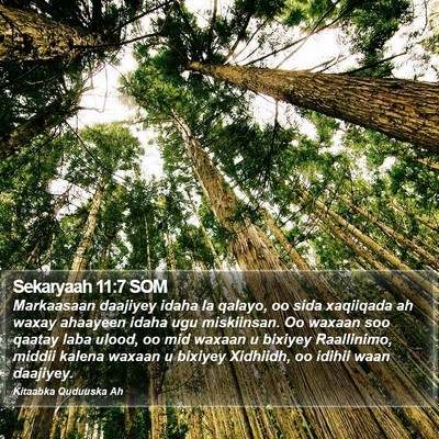Sekaryaah 11:7 SOM Bible Verse Image