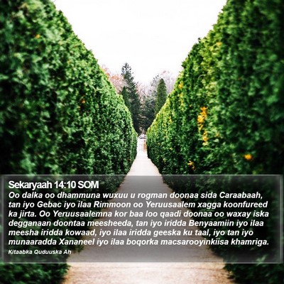 Sekaryaah 14:10 SOM Bible Verse Image