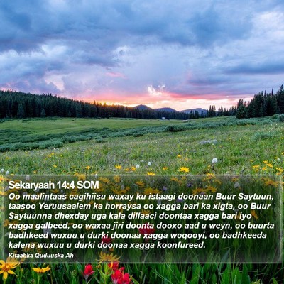 Sekaryaah 14:4 SOM Bible Verse Image
