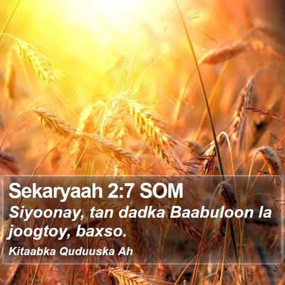 Sekaryaah 2:7 SOM Bible Verse Image
