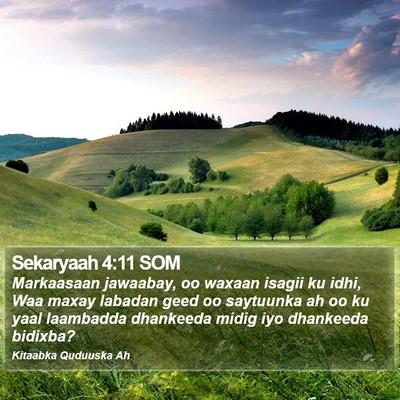 Sekaryaah 4:11 SOM Bible Verse Image