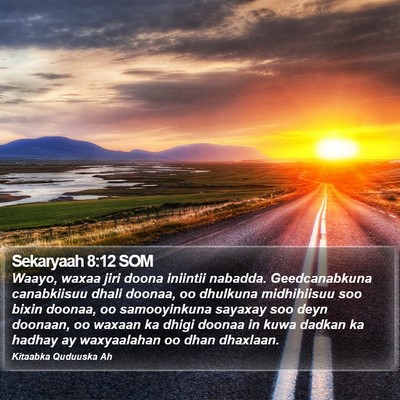 Sekaryaah 8:12 SOM Bible Verse Image