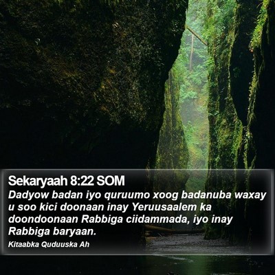 Sekaryaah 8:22 SOM Bible Verse Image