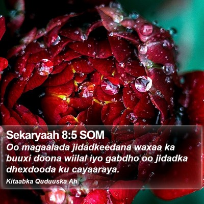 Sekaryaah 8:5 SOM Bible Verse Image