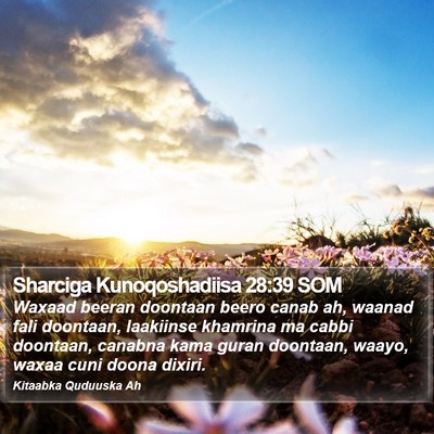 Sharciga Kunoqoshadiisa 28:39 SOM Bible Verse Image