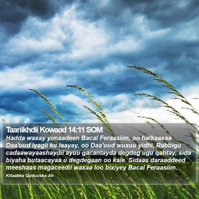 Taariikhdii Kowaad 14:11 SOM Bible Verse Image
