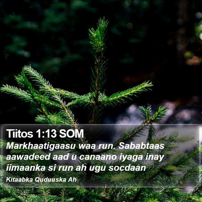 Tiitos 1:13 SOM Bible Verse Image