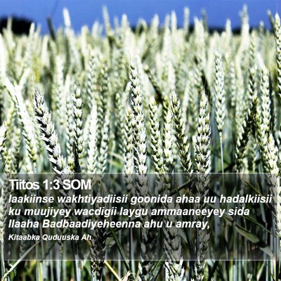 Tiitos 1:3 SOM Bible Verse Image