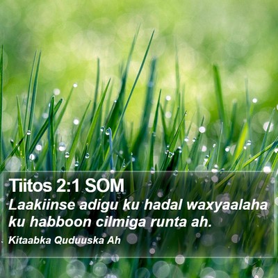 Tiitos 2:1 SOM Bible Verse Image