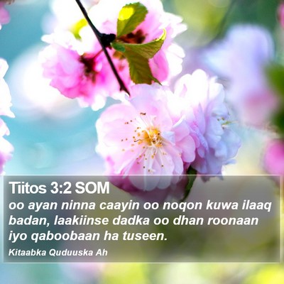 Tiitos 3:2 SOM Bible Verse Image