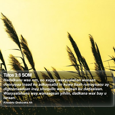 Tiitos 3:8 SOM Bible Verse Image