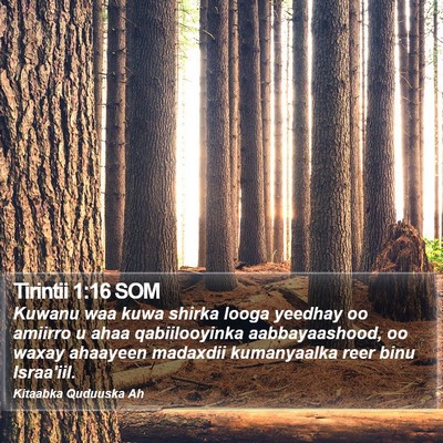 Tirintii 1:16 SOM Bible Verse Image